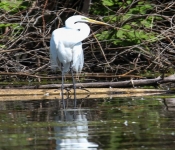 2016 06 11 WildLife MPLS 162